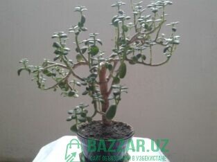 Продается растение денежное дерево