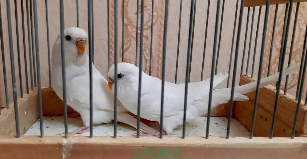 Albino’s papugay