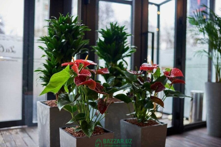 Растения для ресторанов