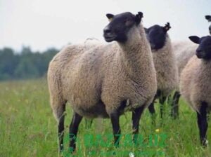 Романовские овцы легко адаптируются к холодному и
