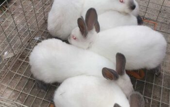 Кролики породы калифорния 100 000 сум