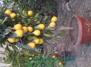 Хосилдор лимон, апелсин ва мандарин кўчатларимизни
