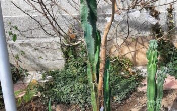 Королевский кактус. Рост 170 см. 100 000 сум