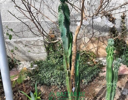 Королевский кактус. Рост 170 см. 100 000 сум