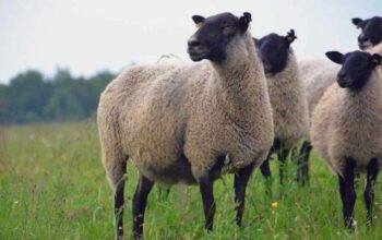 Романовские овцы легко адаптируются к холодному и