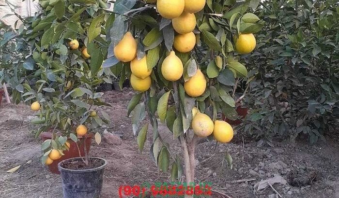 Хосилдор лимон, апелсин ва мандарин кўчатларимиз б