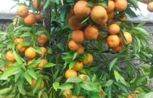 Хосилдор лимон, апелсин ва мандарин кўчатларимиз б