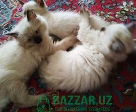 Продаются сиамские котята,возраст 2 месяца,подробн