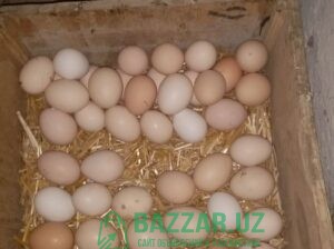 Домашние куриные яйца. 2 300 сум