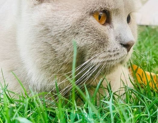 Британский кот вязка красивый молодой 50 у.е.
