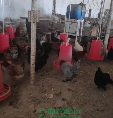 Домашние яйца для инкубации ОПТОМ. Xonadonda tuxum