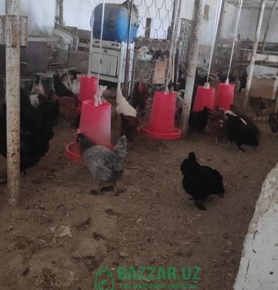 Домашние яйца для инкубации ОПТОМ. Xonadonda tuxum