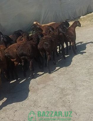 АРЗОН хсори кози кочкорлар сотилади 35-40кг живой