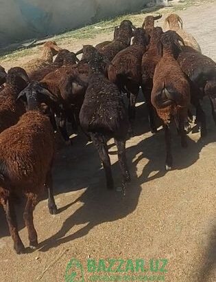 АРЗОН хсори кози кочкорлар сотилади 35-40кг живой