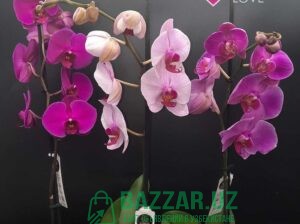 Шикарый выбор орхидей 120 000 сум