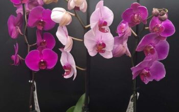 Шикарый выбор орхидей 120 000 сум