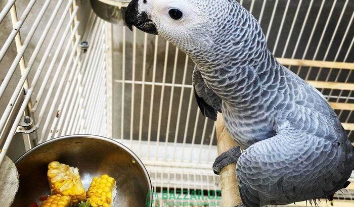 Жако Конго (Grey parrot) 1 000 у.е.