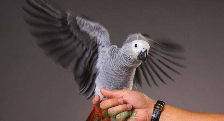 Жако Конго (Grey parrot) 1 000 у.е.