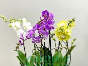 Орхидея и цветущие цветы в горшках 150 000 сум