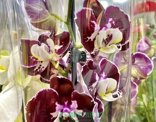 Орхидея и цветущие цветы в горшках 150 000 сум