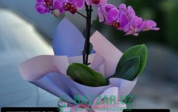 Цветущие и Отцветающие Орхидеи и Орхидея по неверо