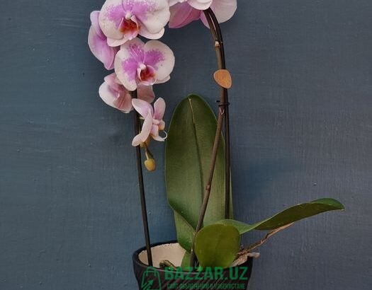 Цветущие и Отцветающие Орхидеи и Орхидея по неверо