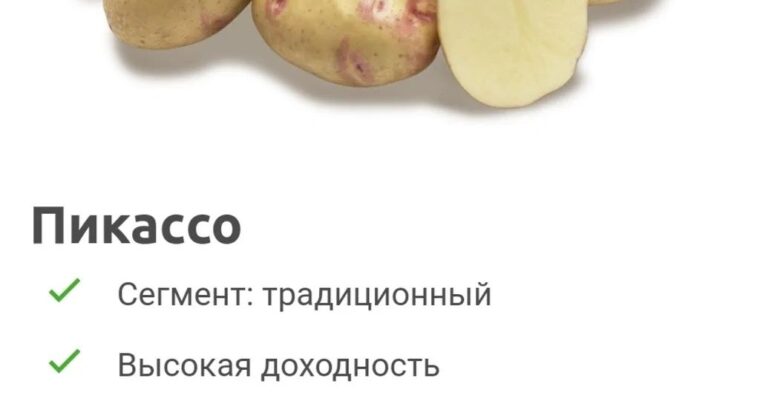 Продаю картошку сорт ПИКАССО ( 1 ) РЕПРОДУКЦИИЯ ГОЛЛАНДИЯ.