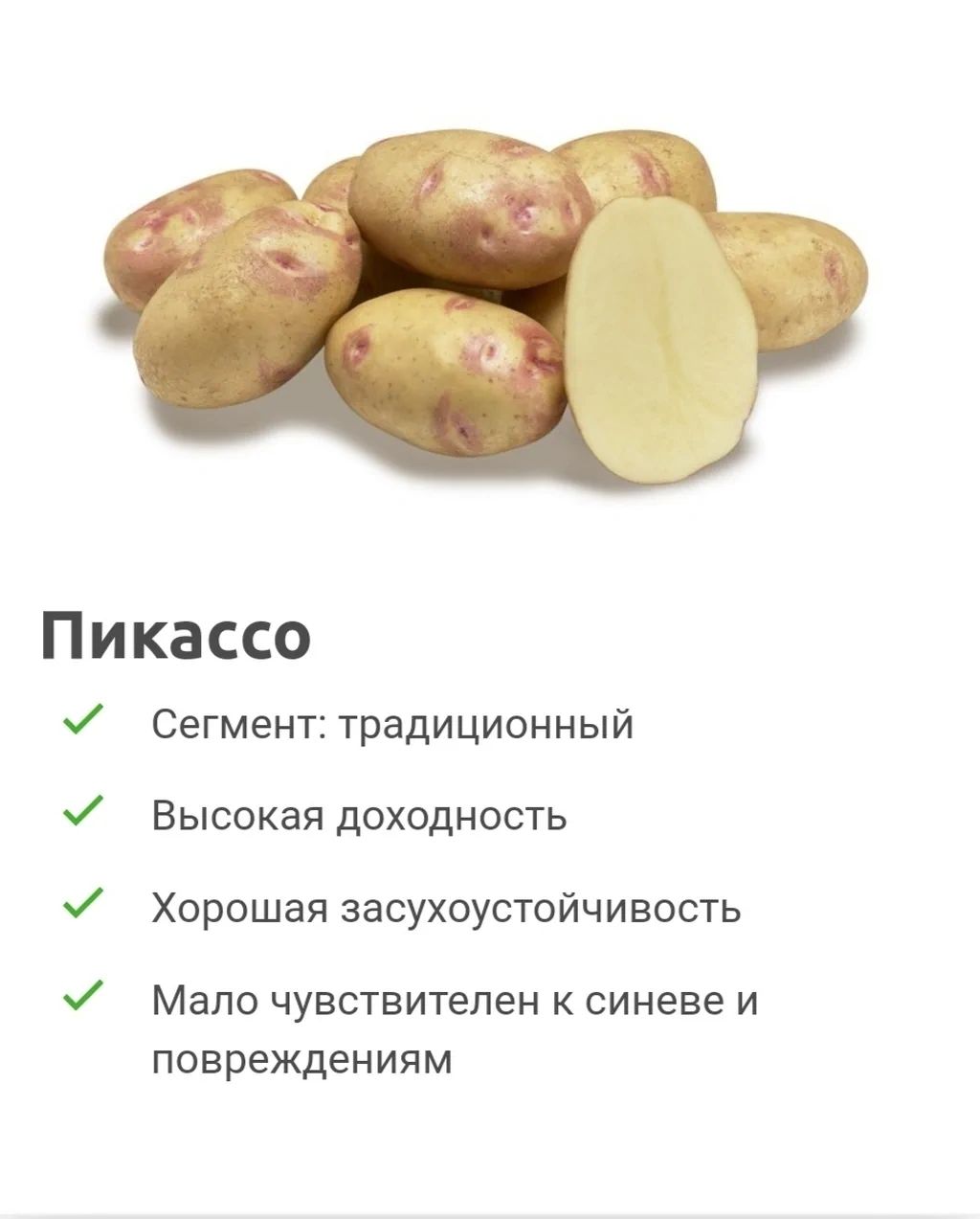 Продаю картошку сорт ПИКАССО ( 1 ) РЕПРОДУКЦИИЯ ГОЛЛАНДИЯ.