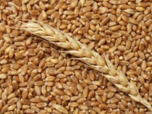 Продам пшеницу 2,3,4,5 класса
